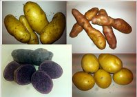Como conservar las patatas