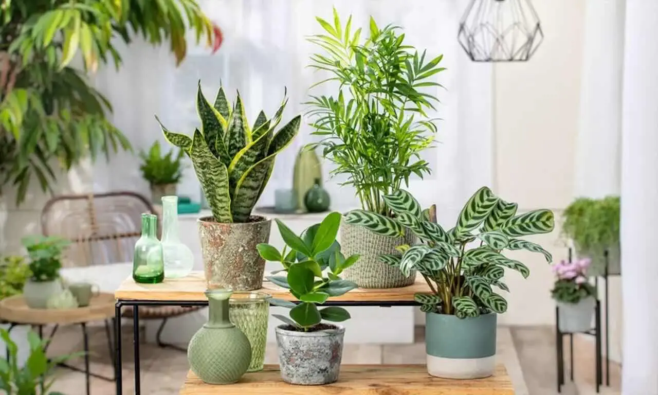 ¿Sabías que estas plantas comunes no pueden reproducirse por semillas?