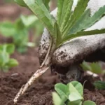 ¿Tienes un suelo degradado o muerto en tu huerto? Descubre el método natural para recuperarlo