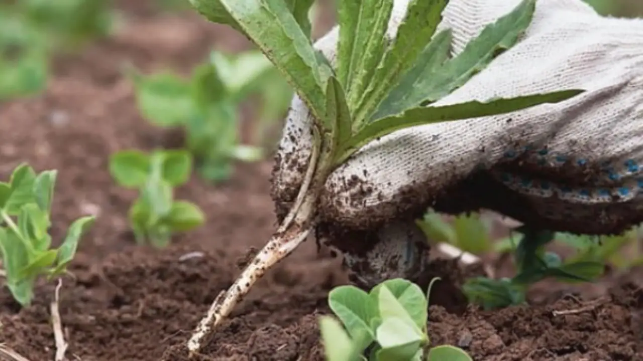 ¿Tienes un suelo degradado o muerto en tu huerto? Descubre el método natural para recuperarlo